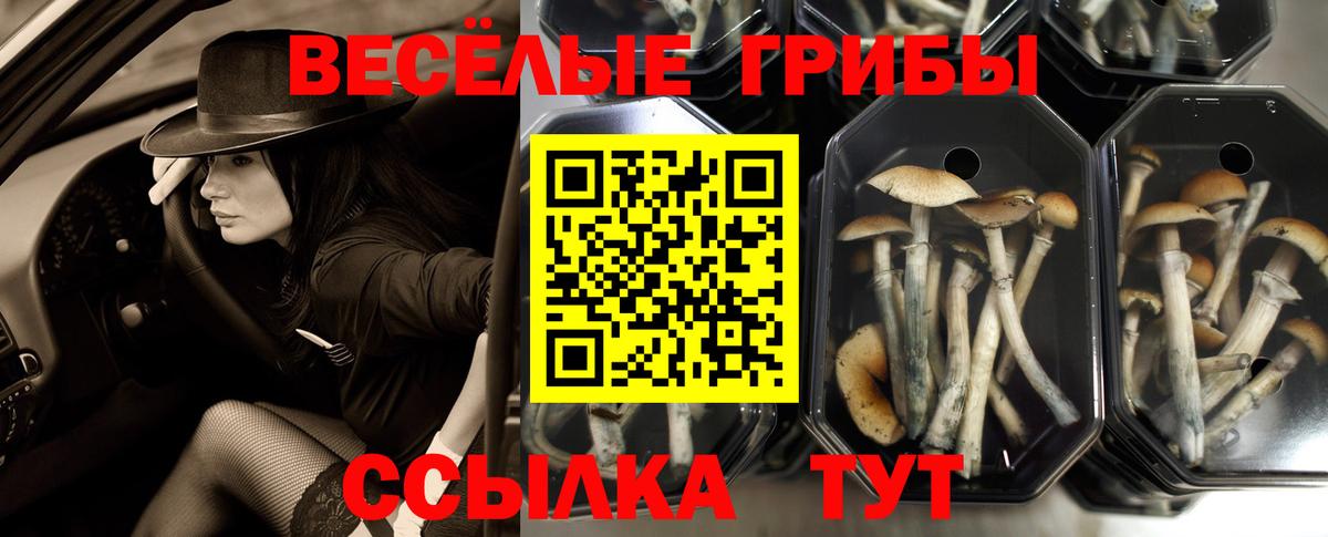 Псилоцибиновые грибы ЛСД  Вход с VPN  Ефремов  Галлюциногенные грибы Psilocybine cubensis 